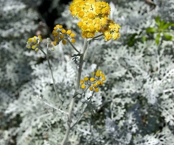 Ginestra A Casa Conti Di Sotto Gavorrano