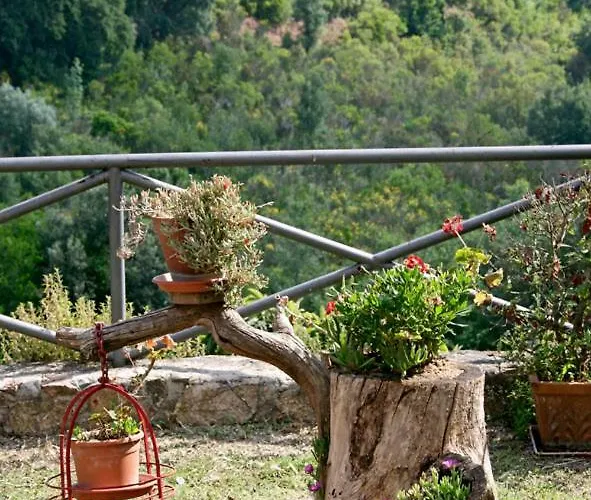 Ginestra A Casa Conti Di Sotto