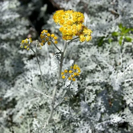 Ginestra A 
